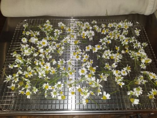 Drying Chamomile